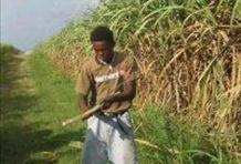 Bavaro Runners Safari